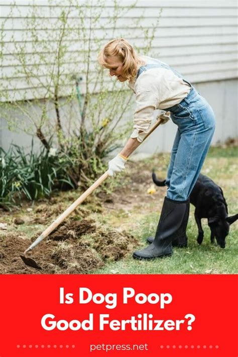 is dog poop a good fertilizer